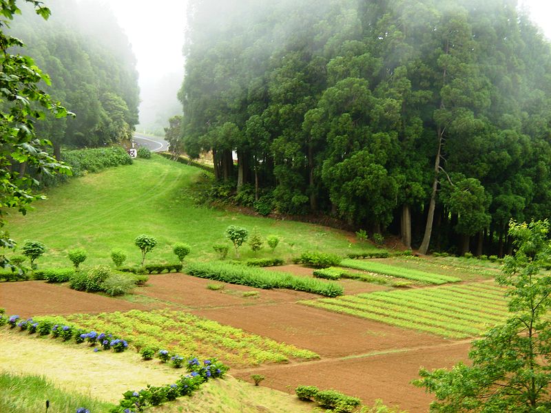 Recreational Forest Reserve of Fontinhas