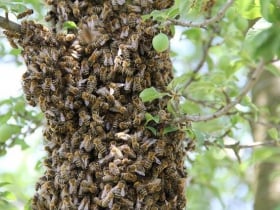 apiarium timisoara