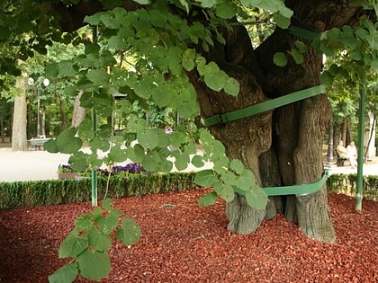 Eminescu's Linden Tree