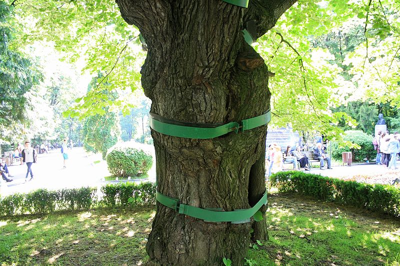 Eminescu's Linden Tree