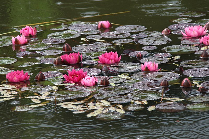 Jibou Botanical Garden