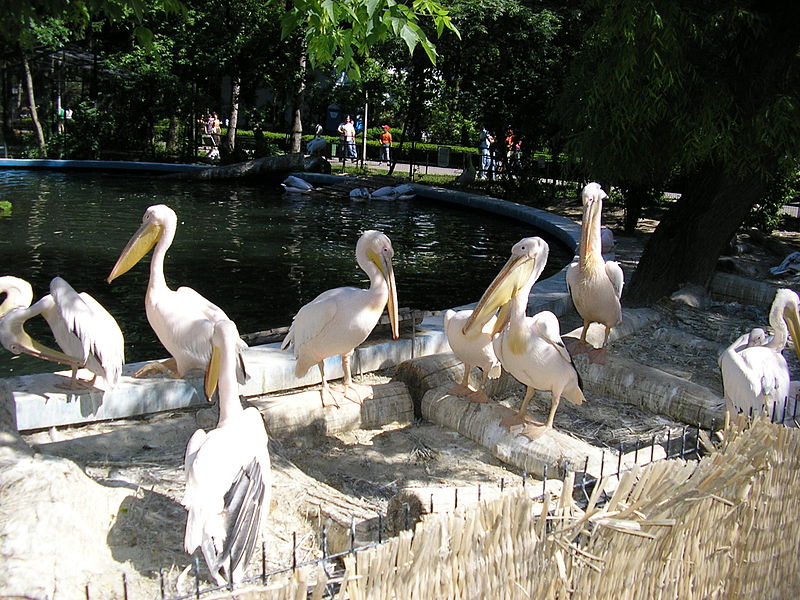 Bosque de Băneasa