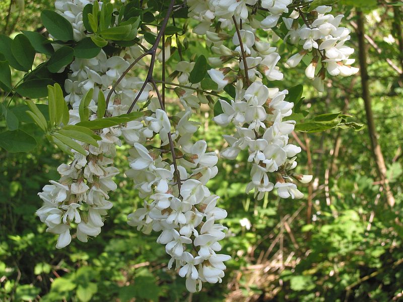 Lapiș Forest