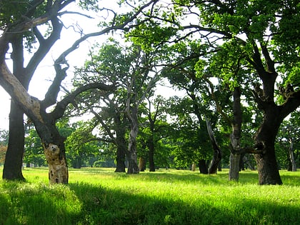 Šalinac Grove