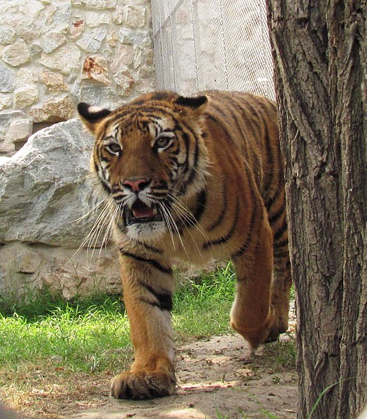 Zoo de Belgrade