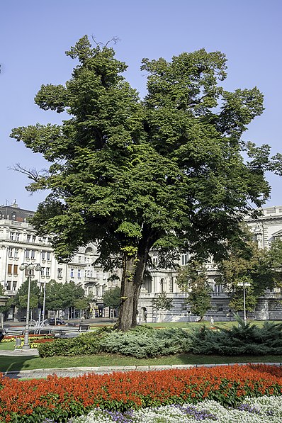 Palacio Viejo de Belgrado
