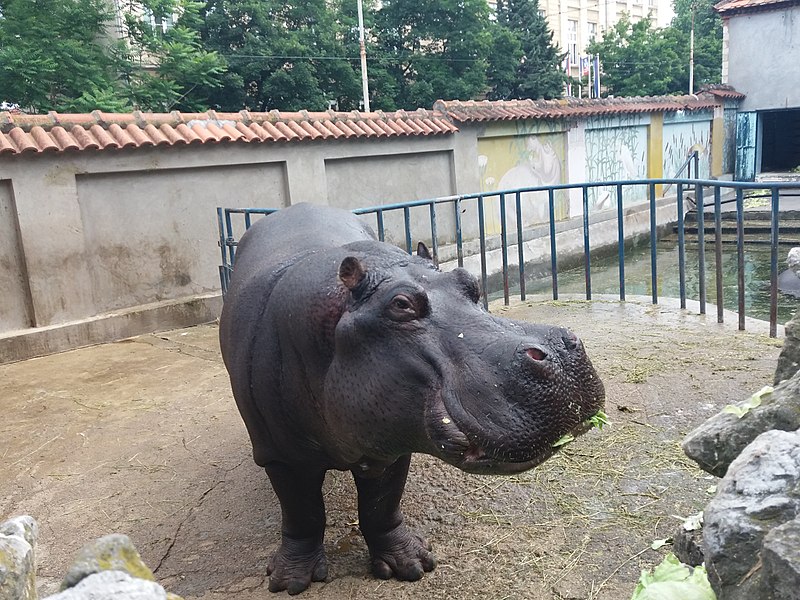 Zoo de Belgrade