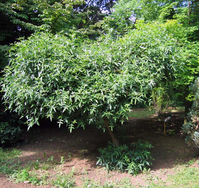 Ogród Botaniczny „Jevremovac”