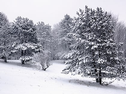 ussurisky nature reserve