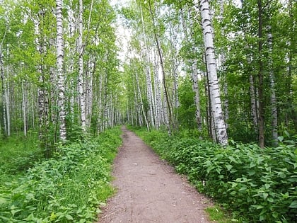 Chernyayevsky Forest