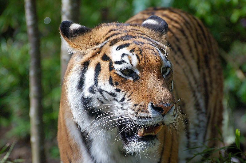Nationalpark Ruf des Tigers
