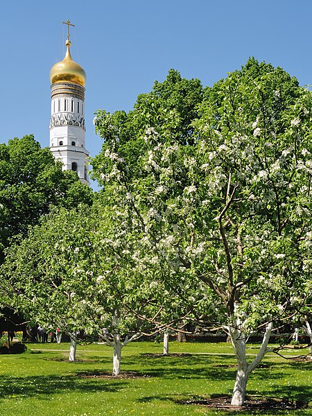 Taynitsky Garden