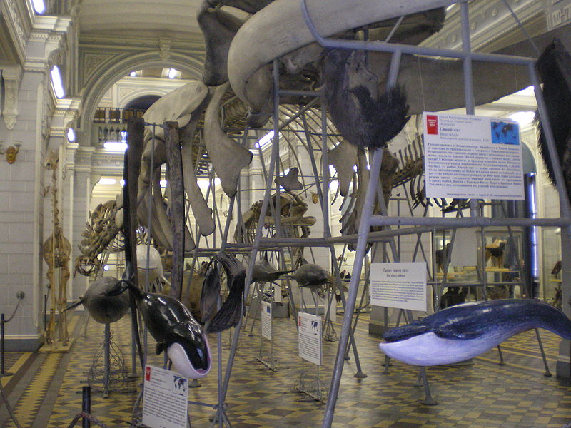 Zoologisches Museum Sankt Petersburg