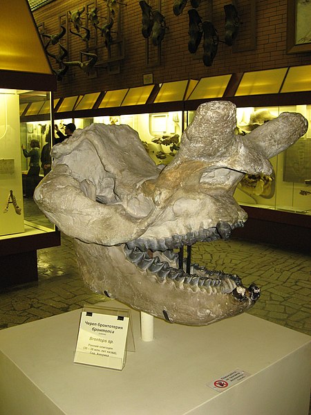 Moscow Paleontological Museum