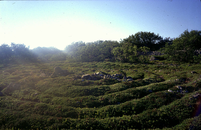 Stone labyrinths of Bolshoi Zayatsky Island