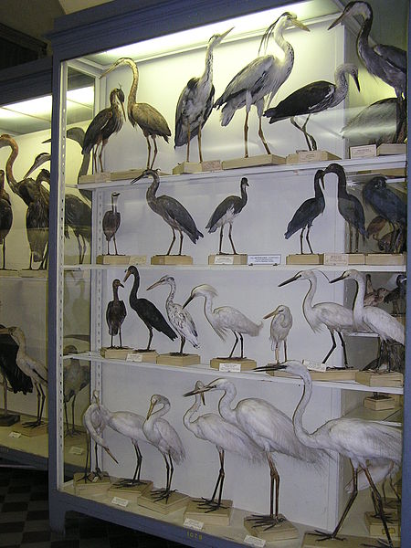 Museo Zoológico del Instituto de Zoología de la Academia de Ciencias de Rusia