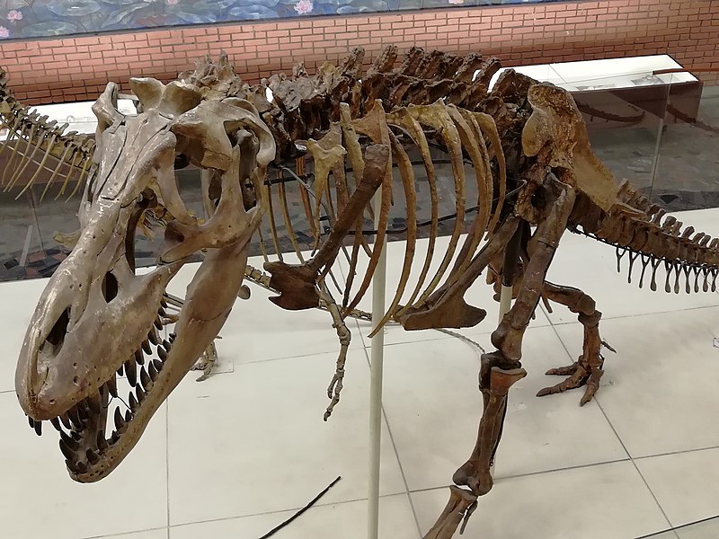 Moscow Paleontological Museum