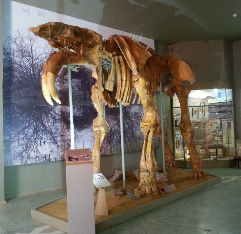 Musée d'histoire, d'archéologie et de paléontologie d'Azov