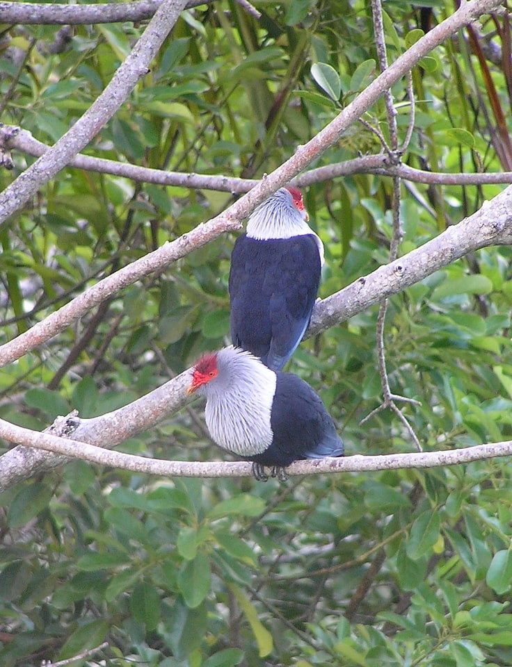 Praslin National Park and surrounding areas Important Bird Area, Seychellen