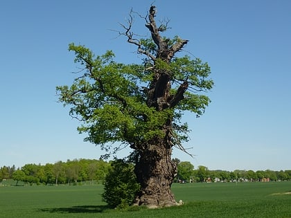ekeby oak tree