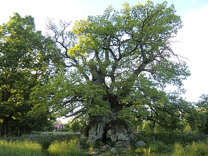 Chêne de Rumskulla