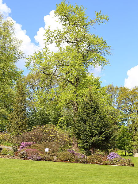 Jardín botánico de Gotemburgo