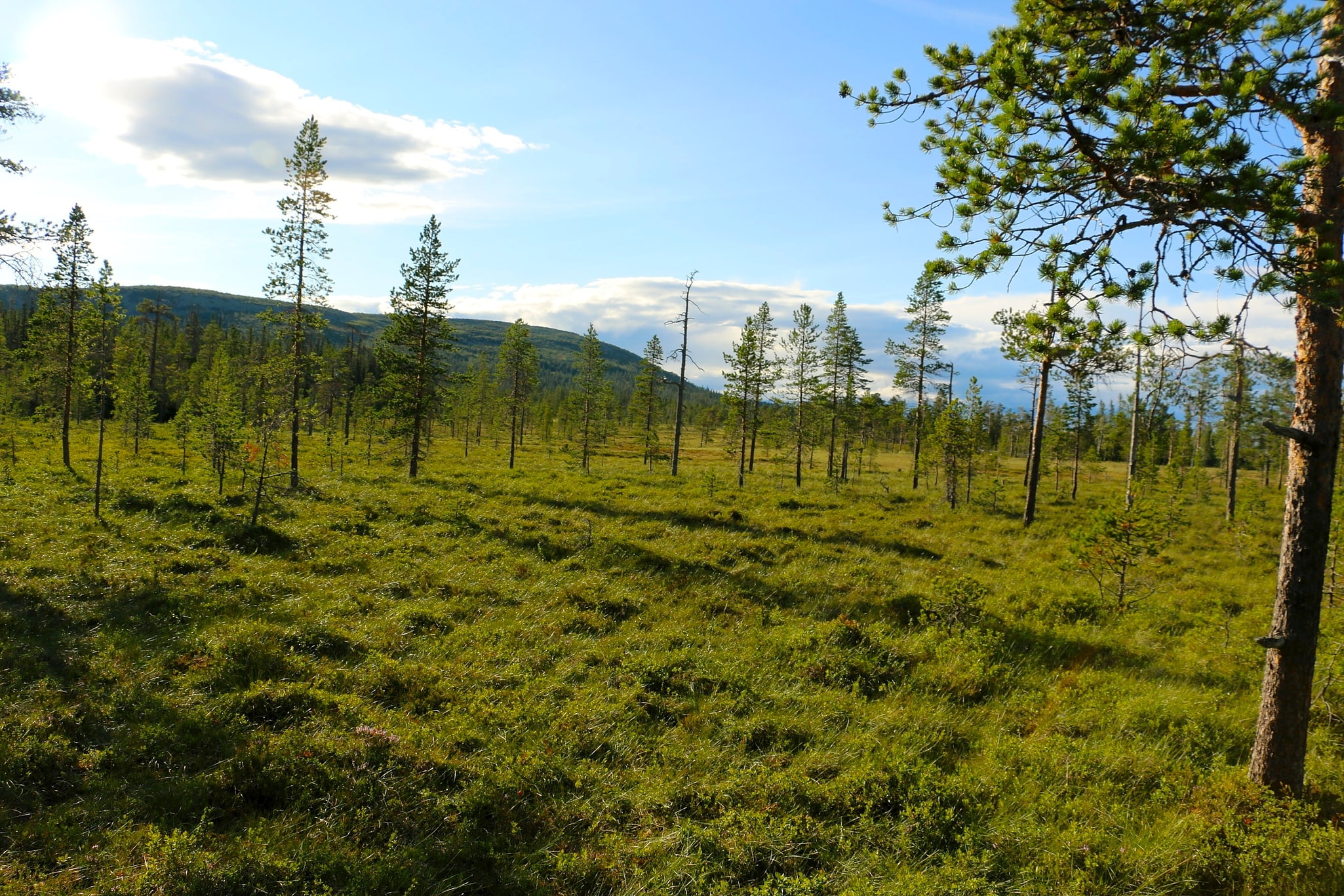 Nationalpark Fulufjället, Schweden
