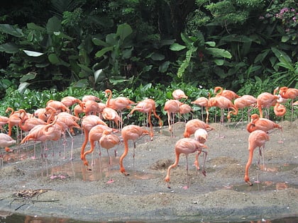 jurong bird park