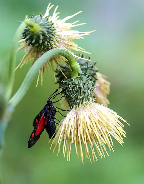 Botanischer Garten ‚Alpinum Juliana‘