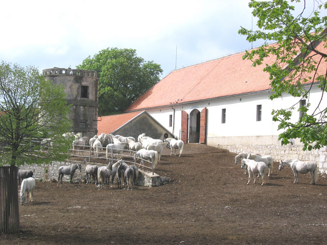 Haras de Lipica