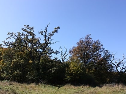 oksov oaks