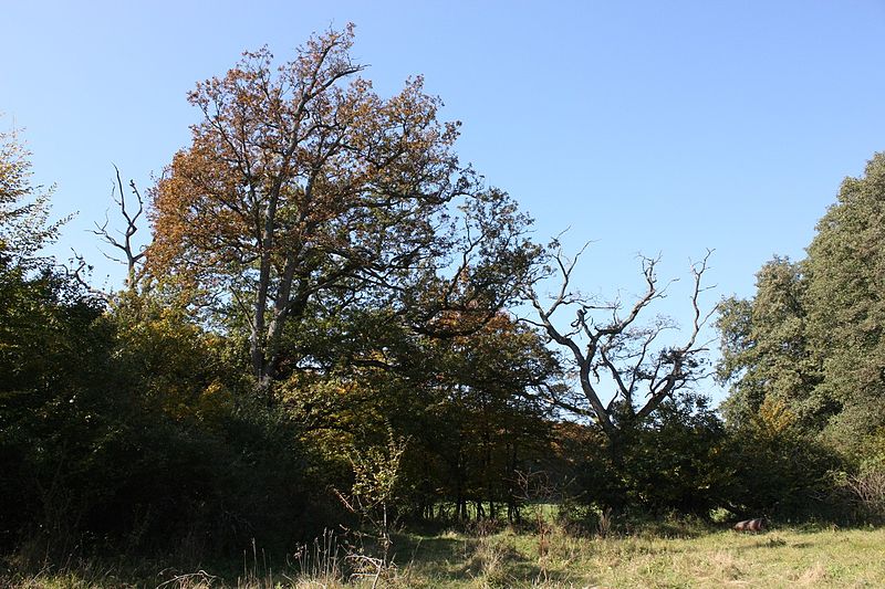 Okšov oaks