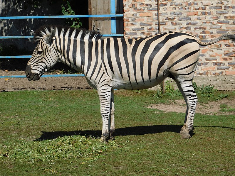 Zoo de Bratislava, Bratislava