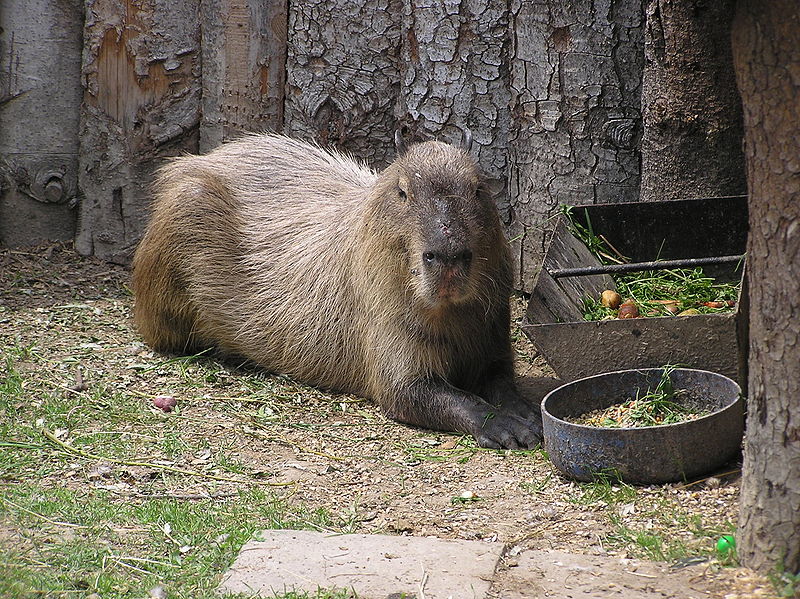 Ogród zoologiczny w Stropkovie