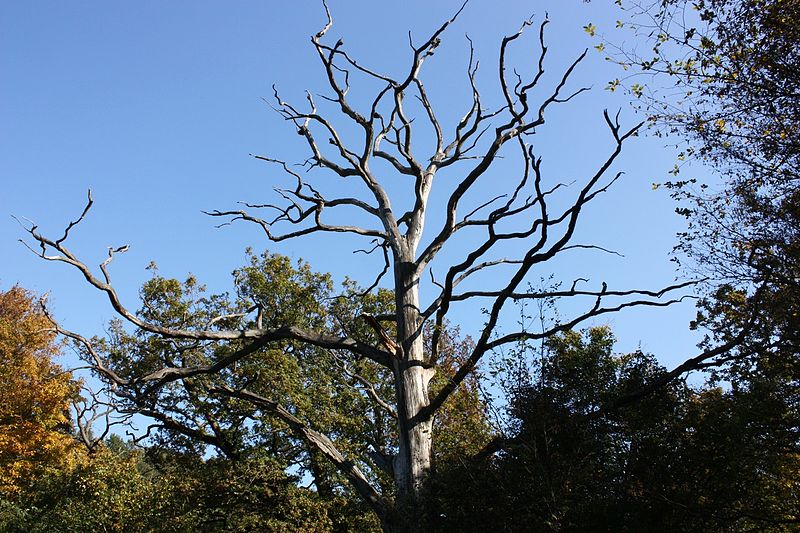Okšov oaks