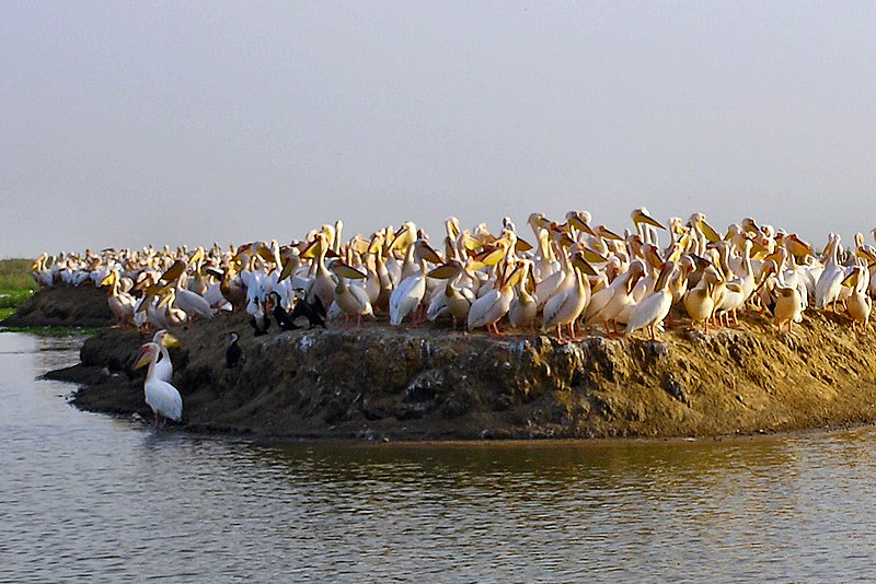 Parque nacional de las Aves del Djoudj