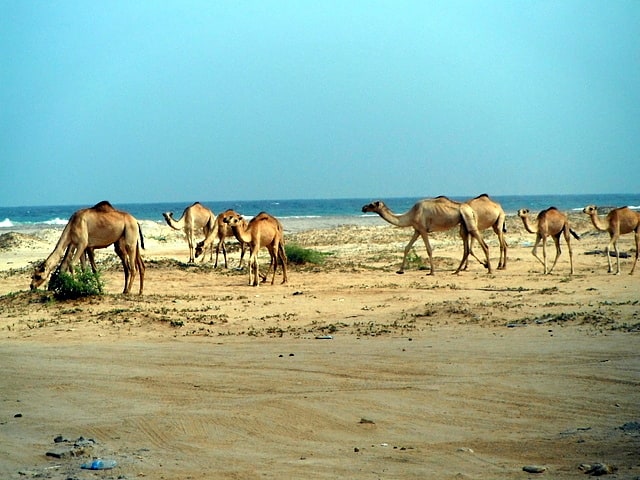 Berbera, Somalie