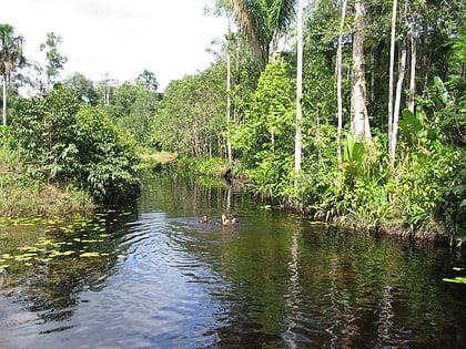 paramaribo swamp forests