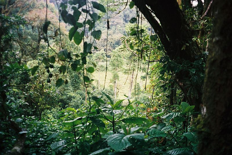 Parc naturel Obô de São Tomé