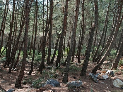 Áreas forestales en Siria