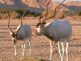 Réserve de faune de Ouadi Rimé-Ouadi Achim
