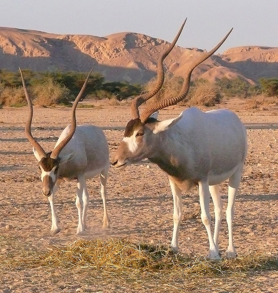 Ouadi Rimé-Ouadi Achim Faunal Reserve, Czad