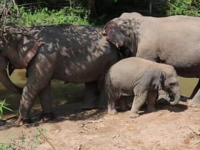 Doi Inthanon Elephant park