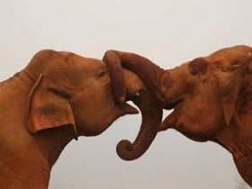 park krajobrazowy elephant chiang mai