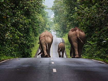 khao yai national park