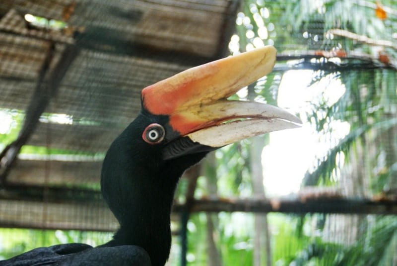 phuket zoo