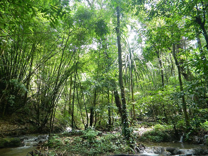 Sa Nang Manora Forest Park