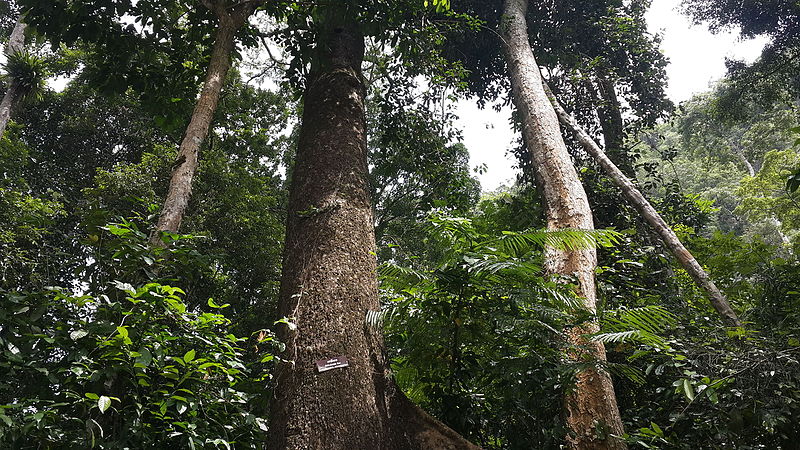 Parque nacional de Khao Pu-Khao Ya