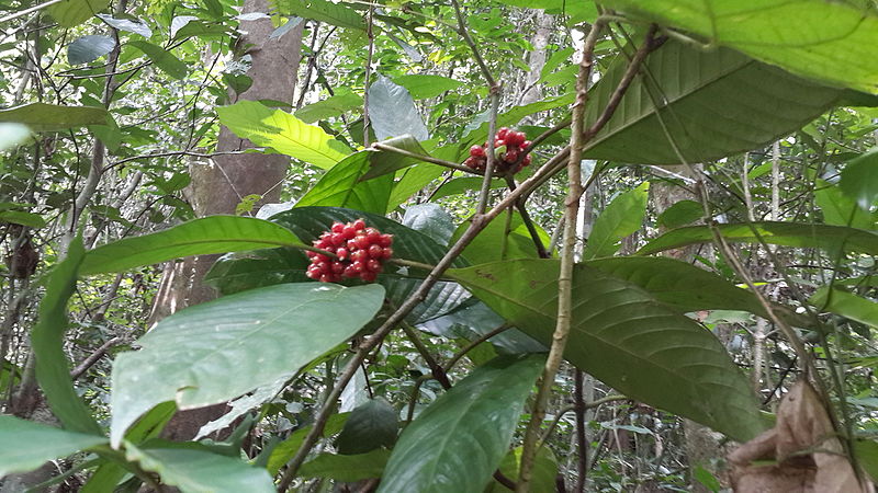 Nationalpark Khao Pu - Khao Ya