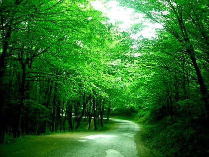Belgrader Wald